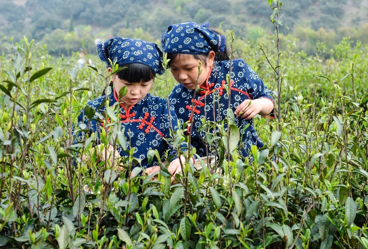 采茶之旅，体验茶文化的独特魅力