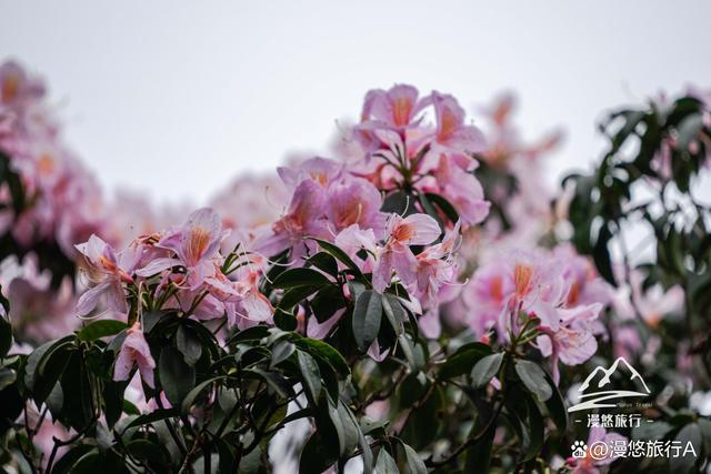 深圳杜鹃花开花讯，探寻春季花海