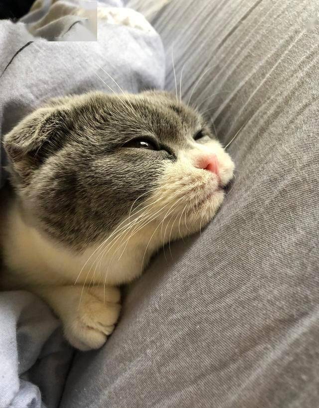 猫科小食神的挑剔品味，猫咪独特的饮食喜好