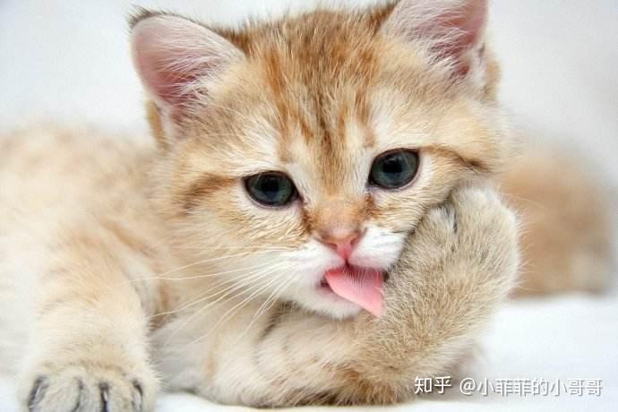 猫咪球虫感染，症状、拉稀呕吐应对之策