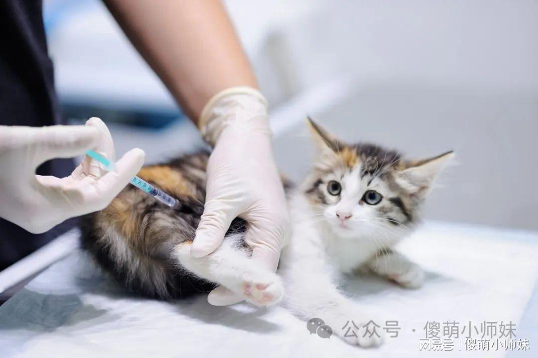 猫咪疫苗注射时间与重要性解析，小猫咪多久需要打疫苗？