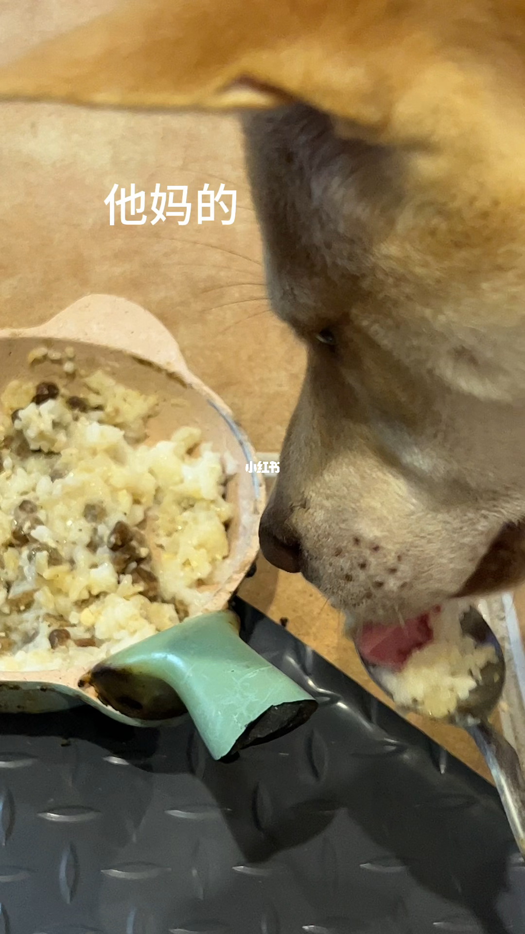 大米与狗狗，特殊的食物纽带