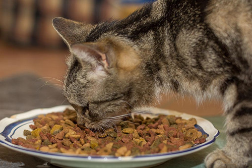 深度解析猫咪饮食习性，探究猫咪不吃猫粮的原因