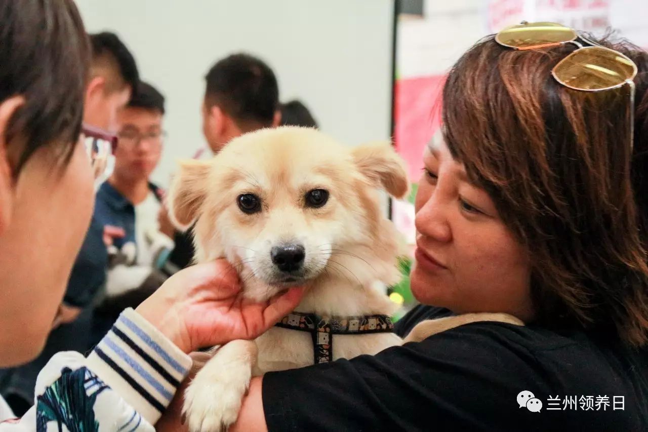 兰州宠物网，连接宠物爱好者与宠物世界的桥梁平台