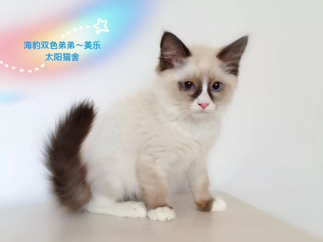 宠物网猫咪，探索猫的世界，共享养宠乐趣