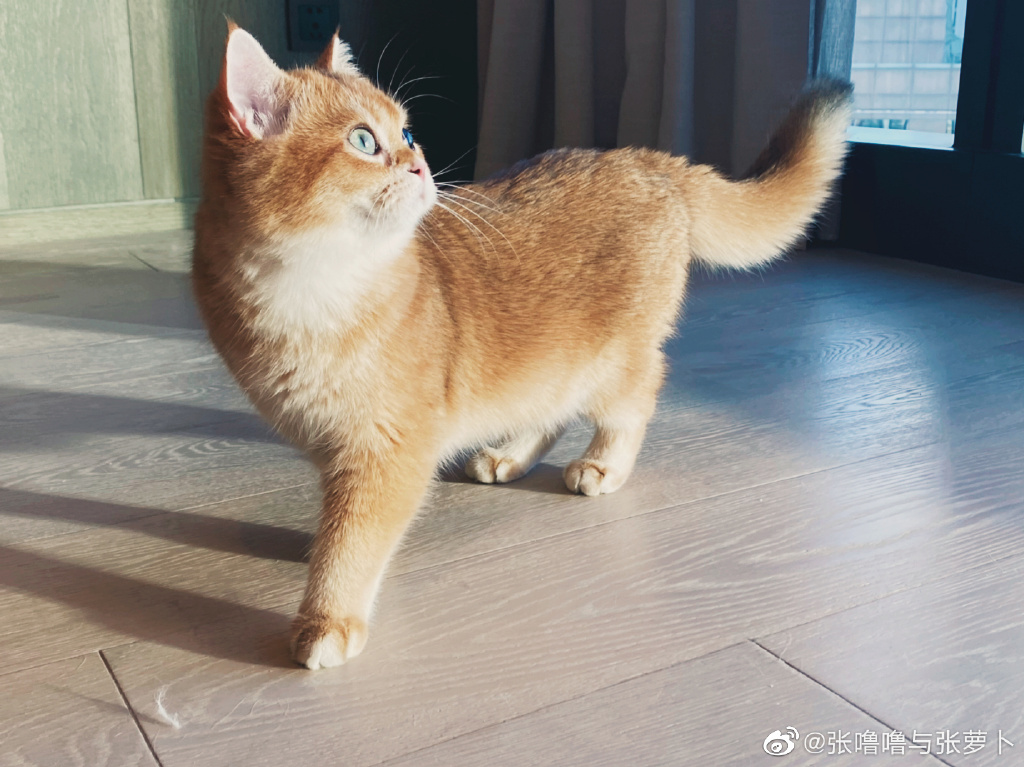 宠物猫品种大全与图片展示