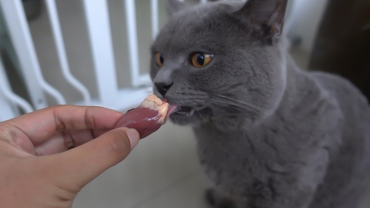 小猫咪能否食用生鸡肝？猫咪鸡肝饮食探究