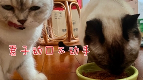 猫咪干性传腹治疗，理解与应对的挑战全攻略