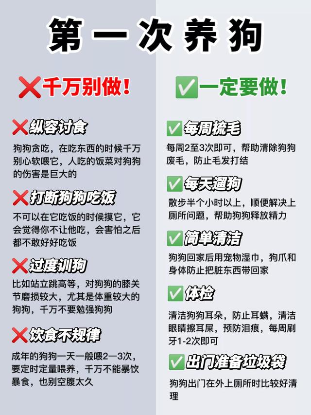 从新手到熟练者的宠物狗养护之旅经验分享