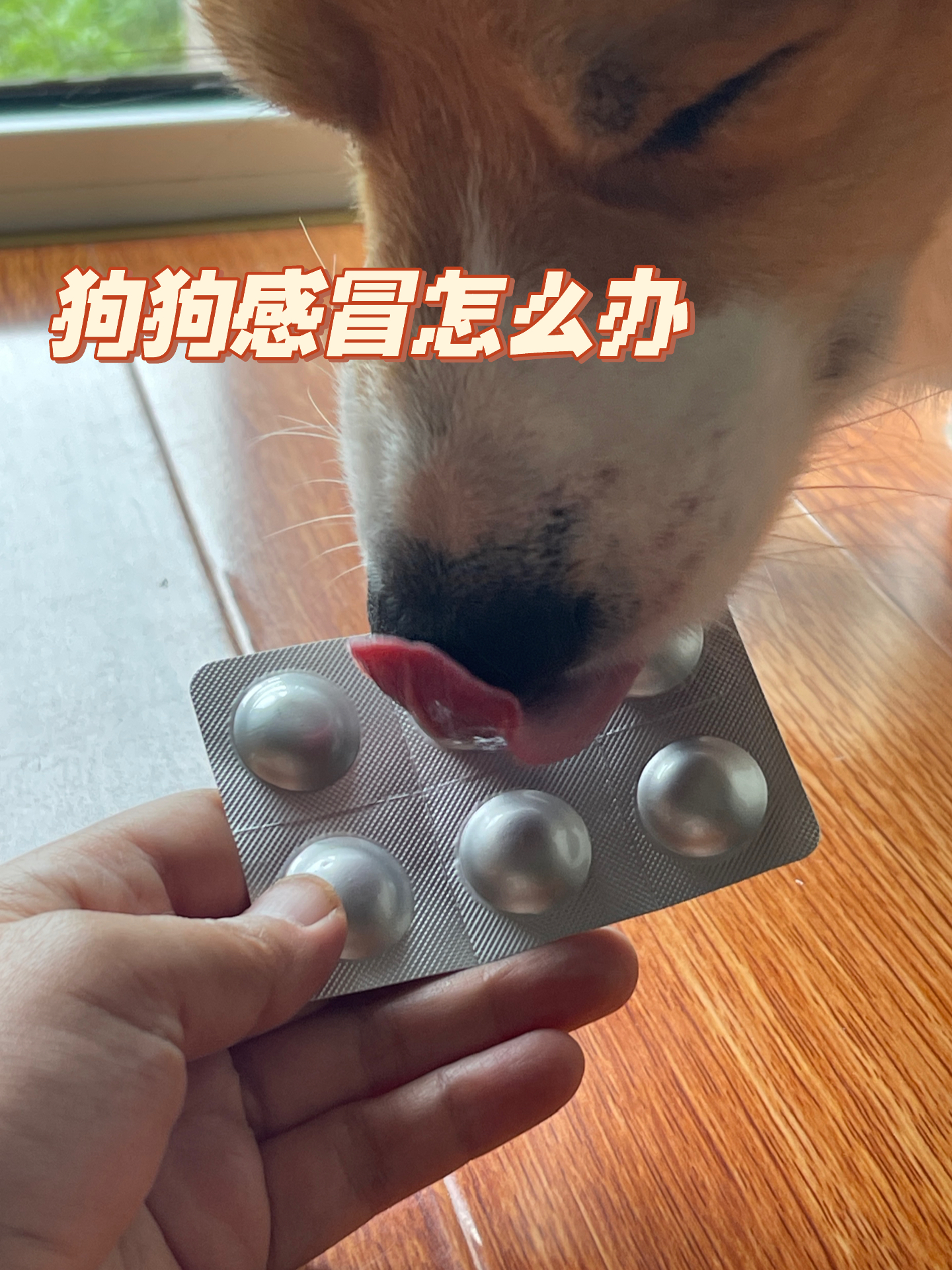 宠物狗感冒应对与照顾指南