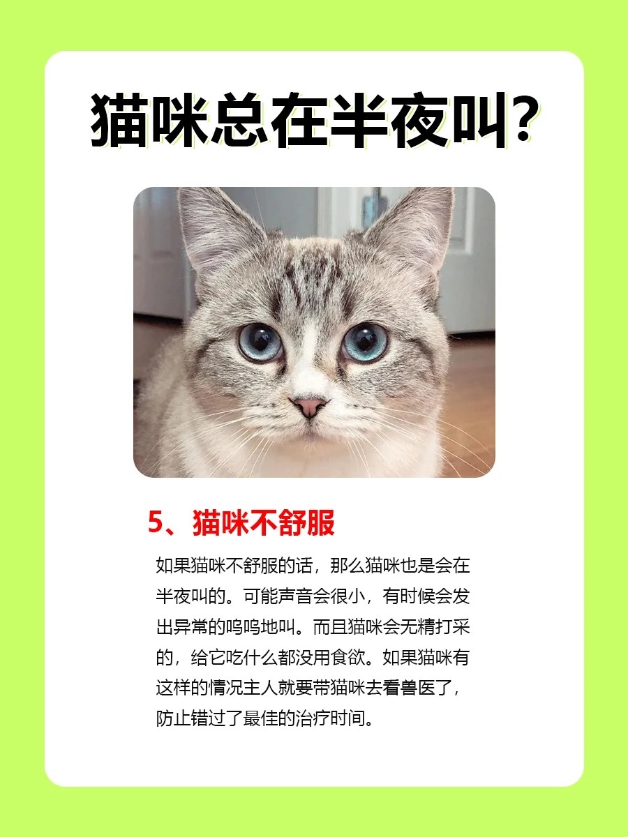 如何应对猫咪夜间鸣叫，小猫咪晚上叫的处理方法