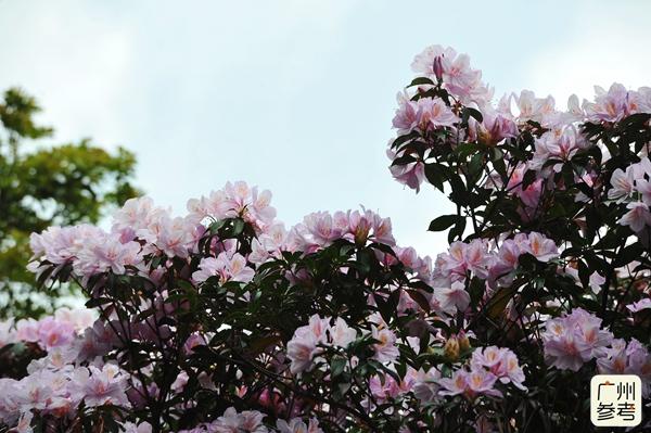 深圳梧桐山赏花指南，最佳赏花时间一览