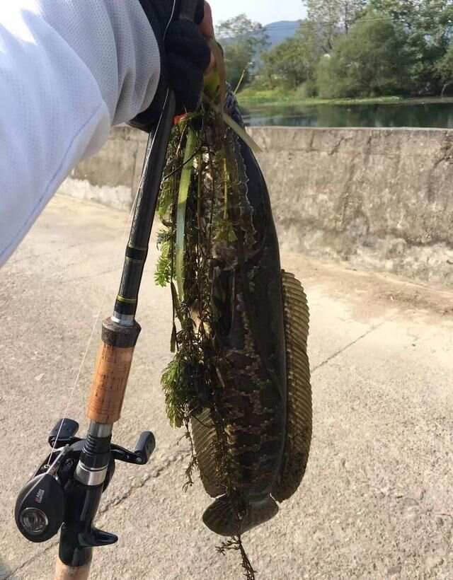 酷夏路亚雷强黑鱼，垂钓极致体验的魅力探寻之旅