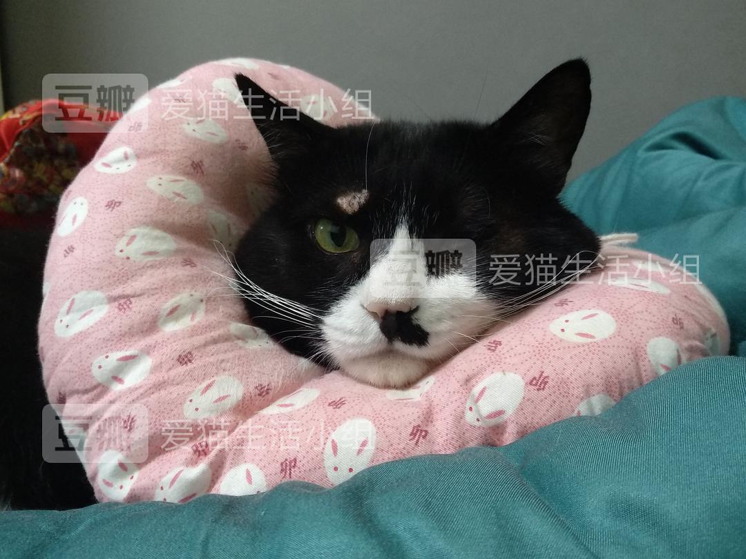 猫咪肥大细胞瘤，全面解析与应对策略