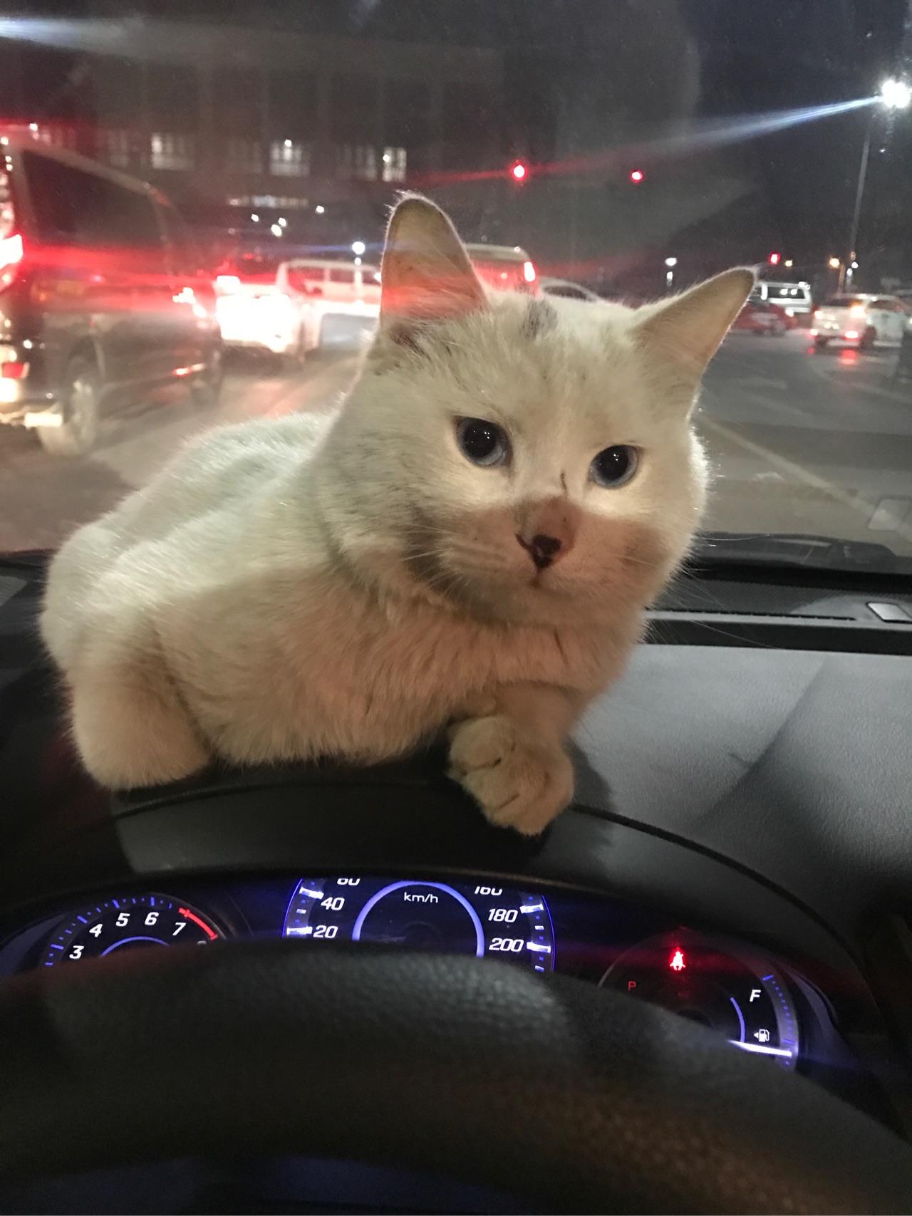 大巴上的猫咪，跨越山川的温馨之旅