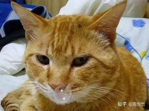 猫咪长期流鼻涕，原因、处理方法及关爱指南