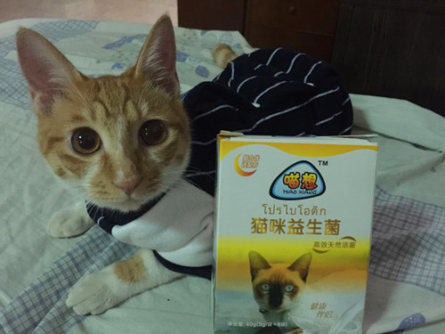 猫咪大便颜色异常解析，黑色粪便的原因及应对之策