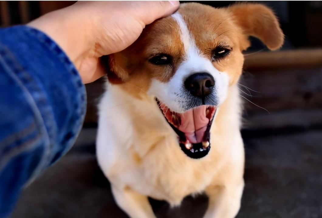 狗狗双排牙详解，预防与治疗的重要性