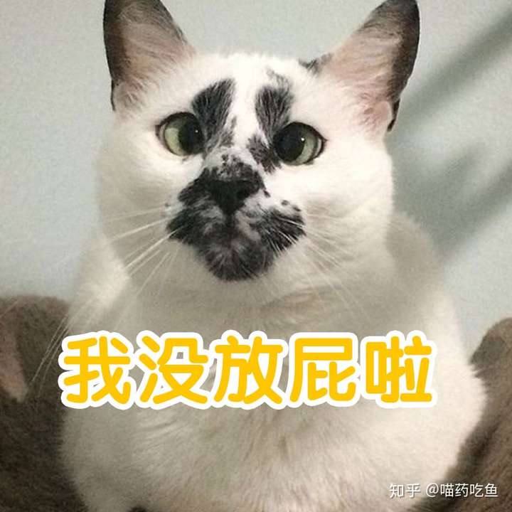 猫咪频繁放屁，原因、影响及应对之策