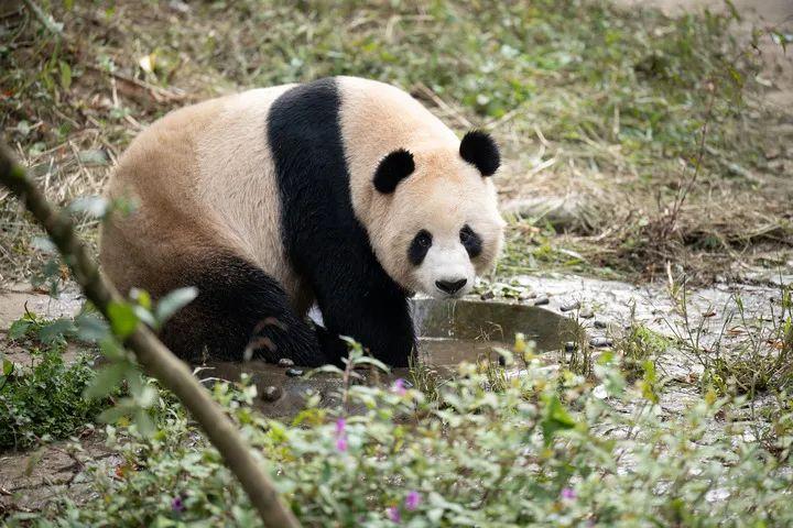 宠物饲养师，守护爱宠幸福的使者