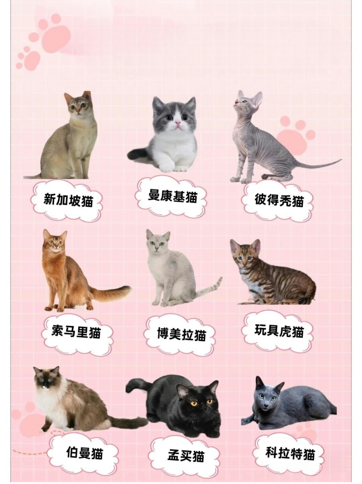 猫咪种类大全介绍